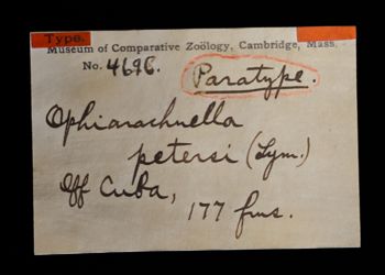 Media type: image;   Invertebrate Zoology OPH-4696 Description: Original handwritten specimen labels;  Aspect: labels